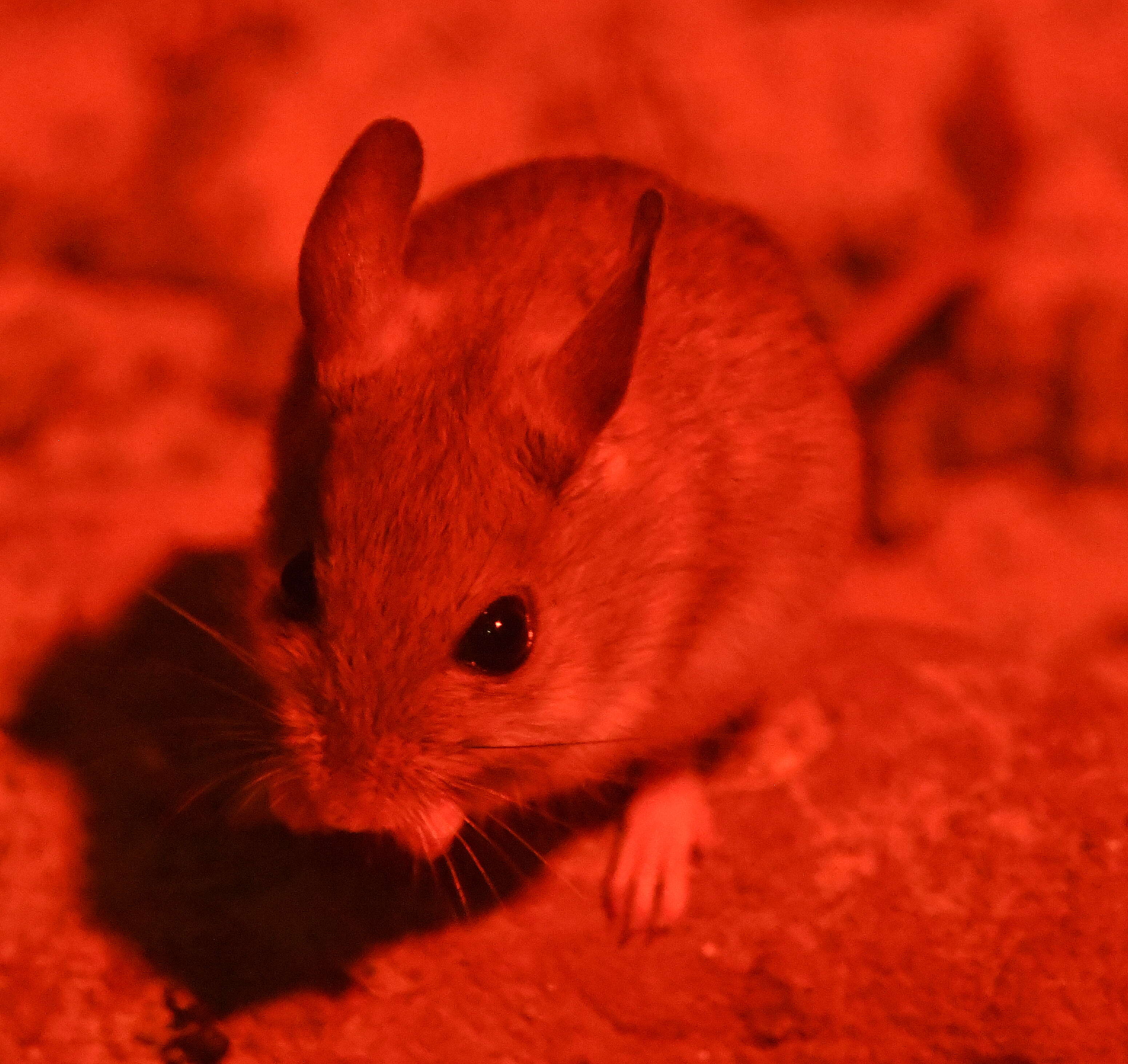 Image of Spinefex Hopping Mouse