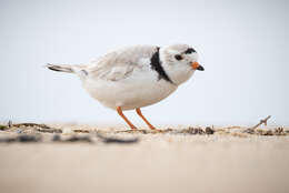 Image of Piping Plover