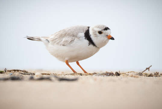 Image of Piping Plover