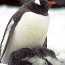 Image of penguins