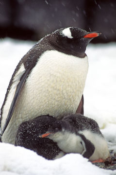 Image of Gentoo Penguin