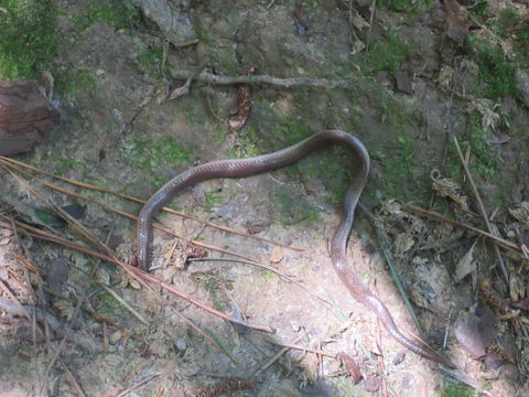18.https www inaturalist org photos 2204127.580x360