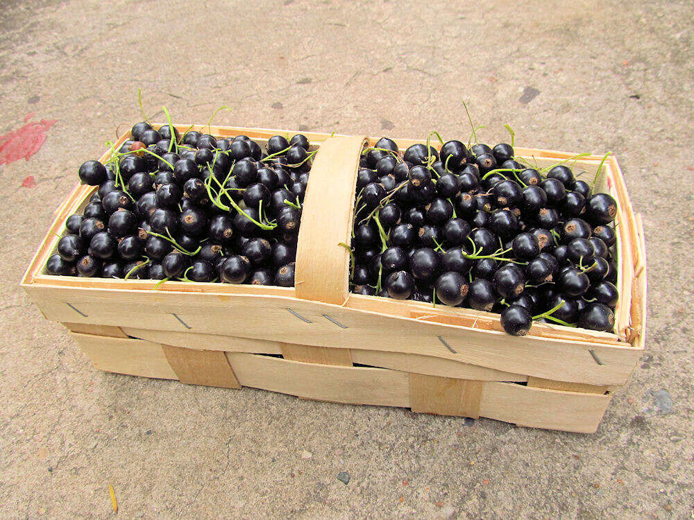 Image of Black Currant