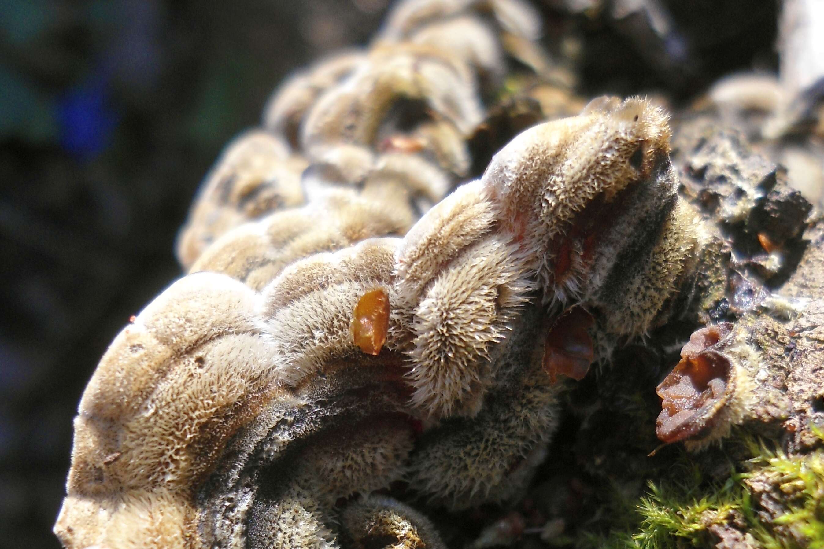 Image of Auricularia mesenterica (Dicks.) Pers. 1822