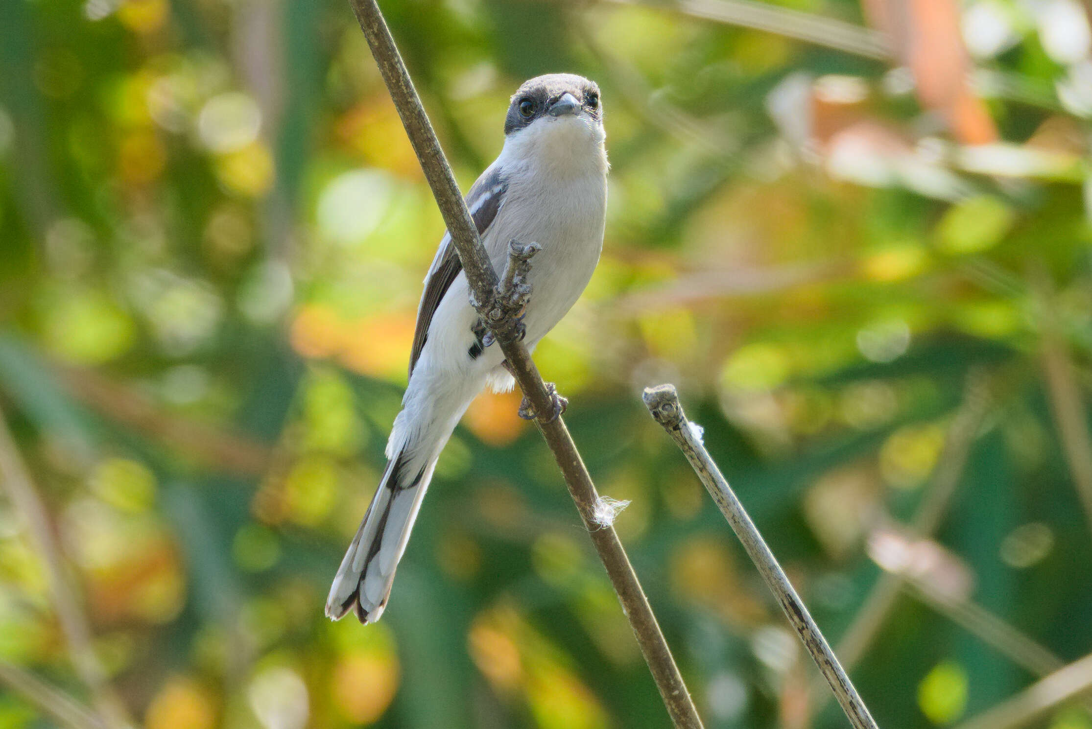 Image of Flycatcher-shrike