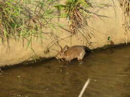 Image of Japanese Hare