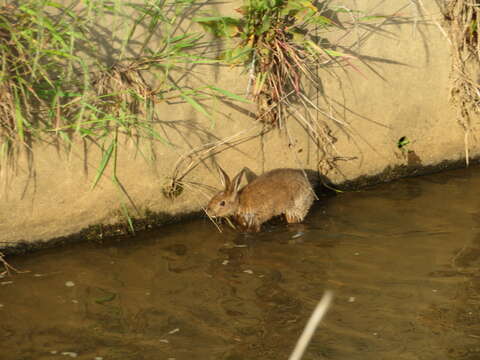 Lepus brachyurus Temminck 1844 resmi