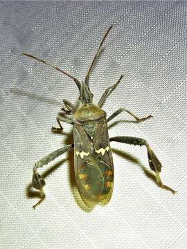 Image of western leaf-footed bug