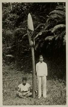 Image of amorphophallus