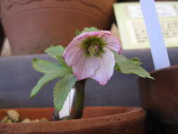 Image de Helleborus thibetanus Franch.