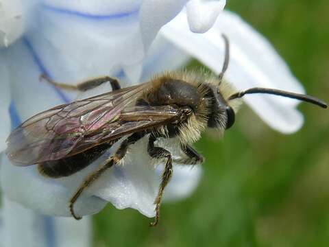 Andrena miserabilis Cresson 1872 resmi