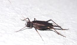 Image of Meloimorpha japonica japonica (Haan 1844)