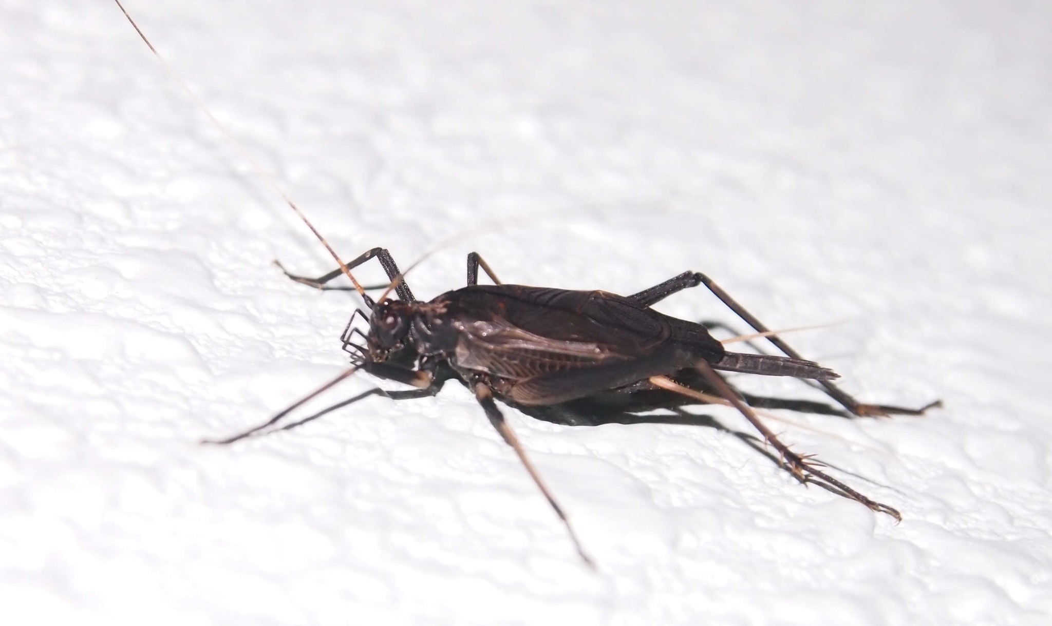 Image of Meloimorpha japonica japonica (Haan 1844)