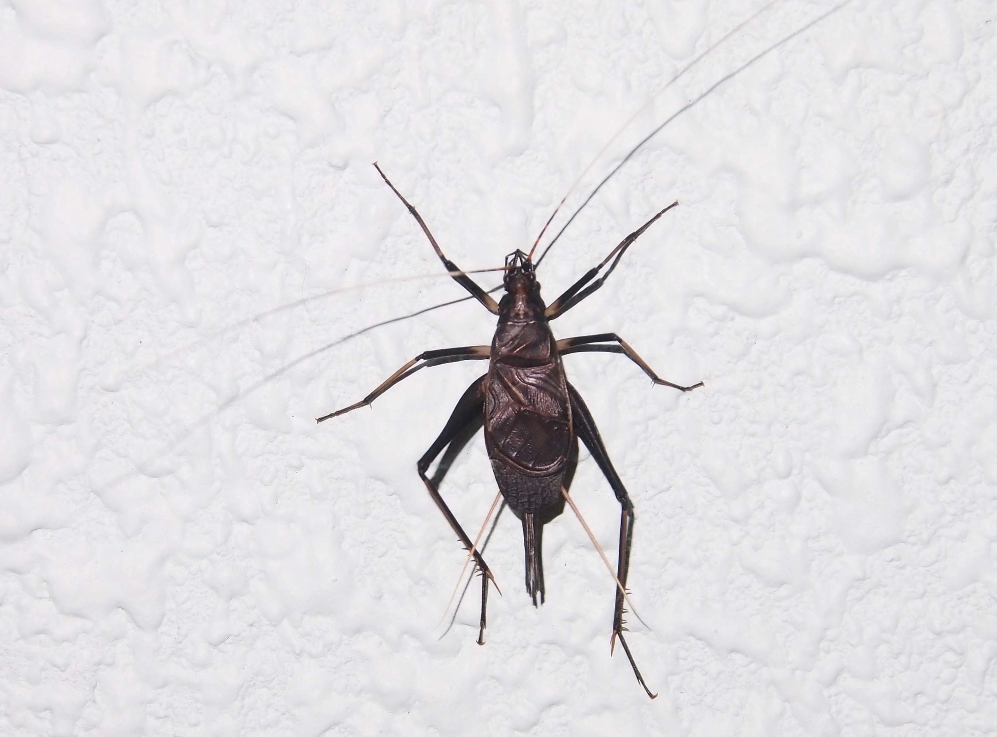 Image of Meloimorpha japonica japonica (Haan 1844)