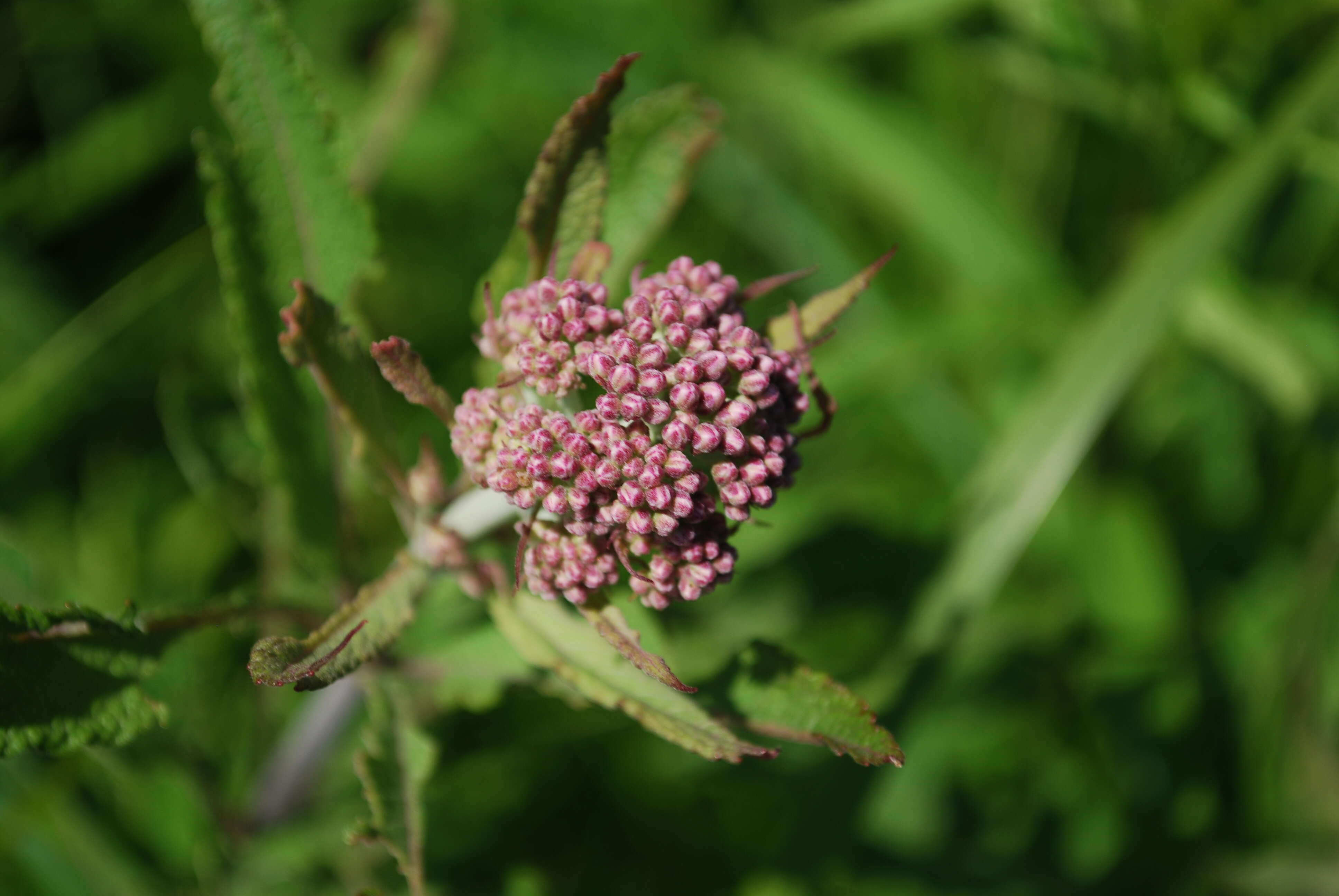 Image of swamp milkweed