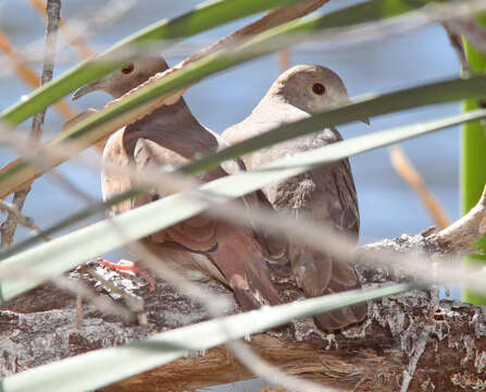 Image of Ruddy Ground Dove