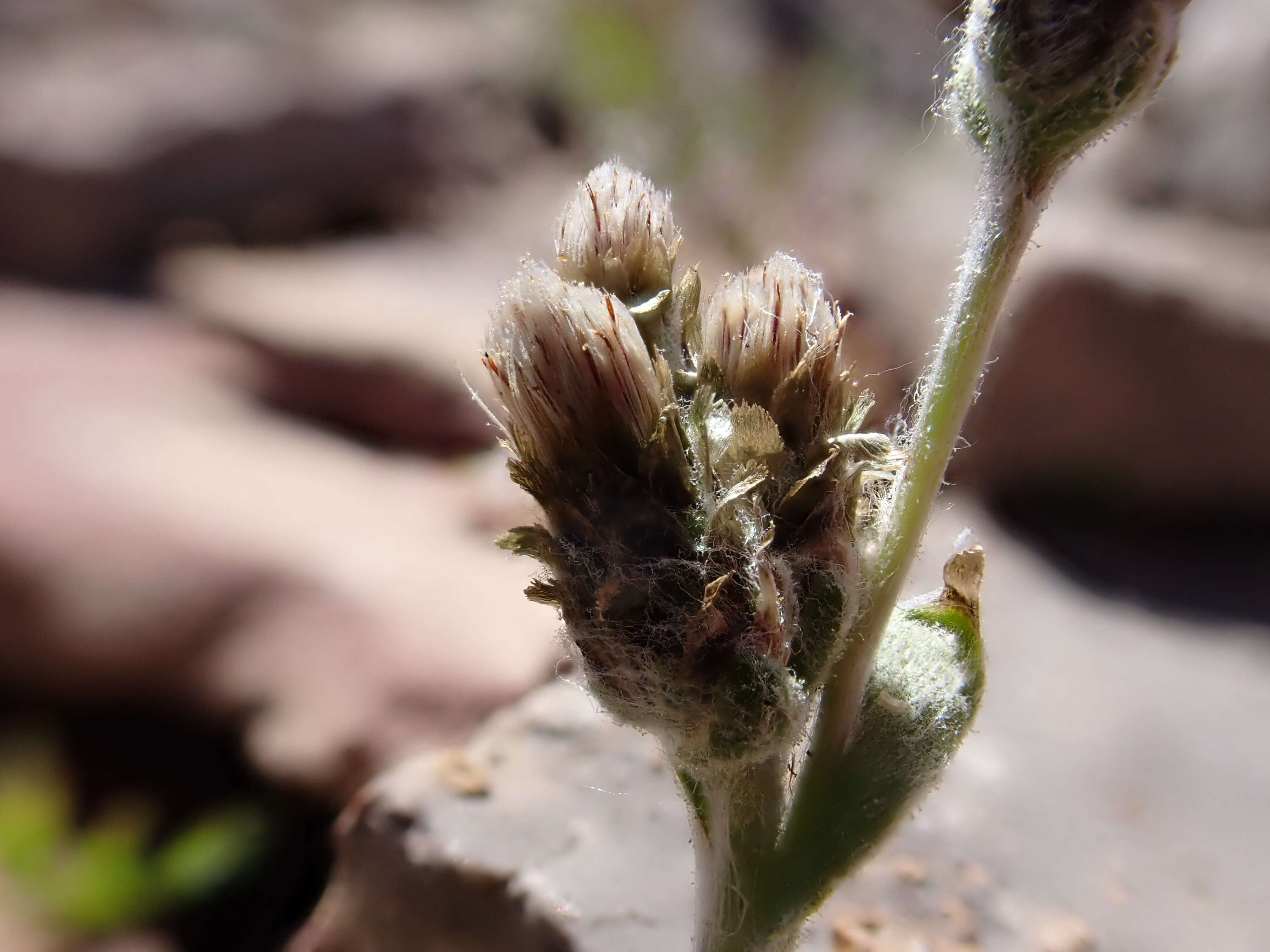 Imagem de Antennaria aromatica E. F. Evert