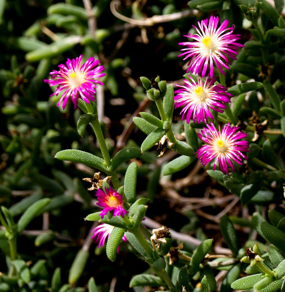 Image of delosperma