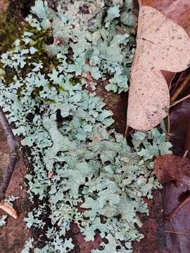 Image of Hammered shield lichen