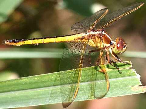 Image of Needham's Skimmer