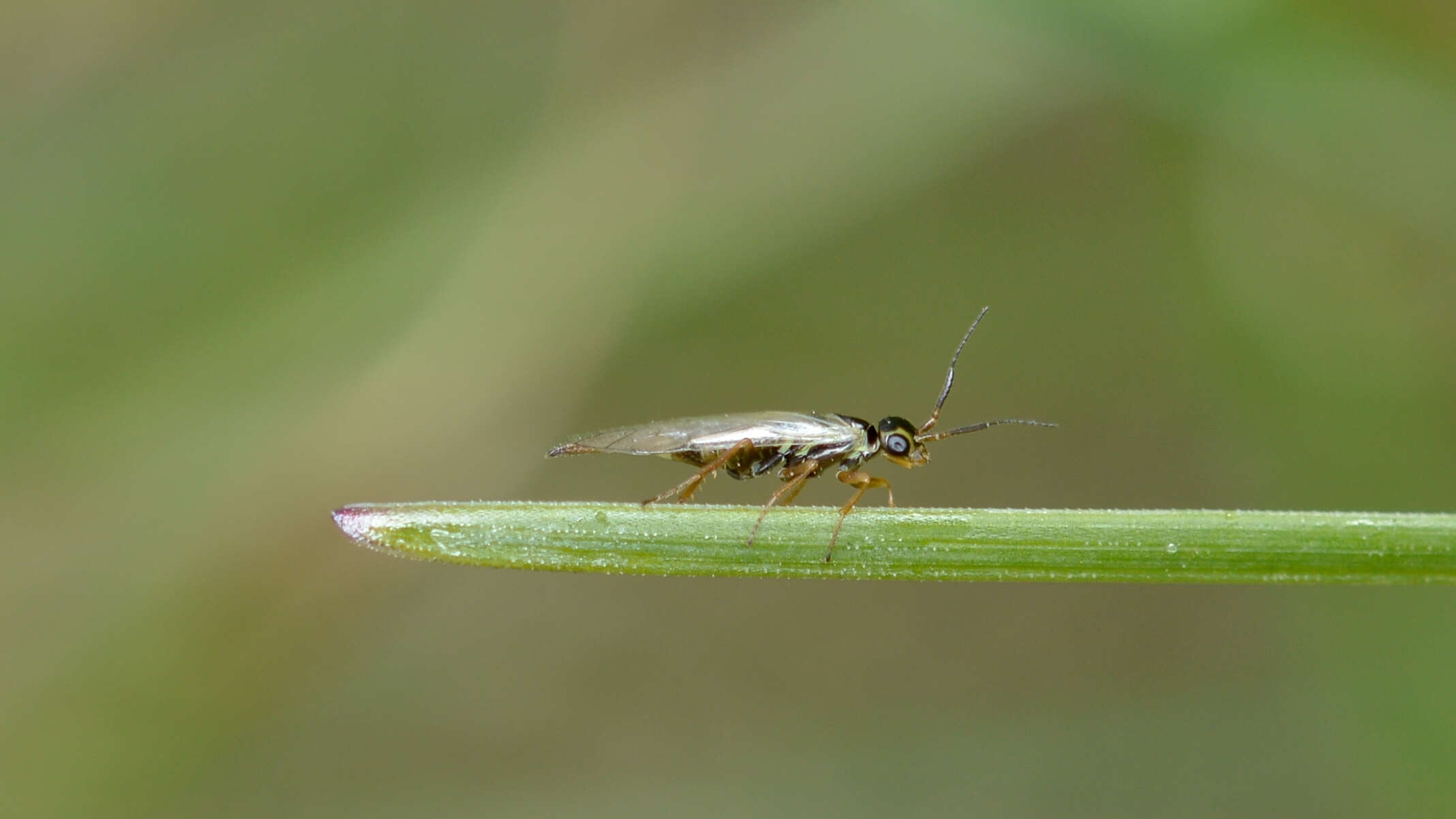 Image of xyelid sawflies