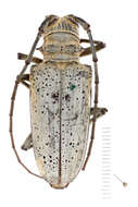 Image of Rosenbergia megalocephala Poll 1886