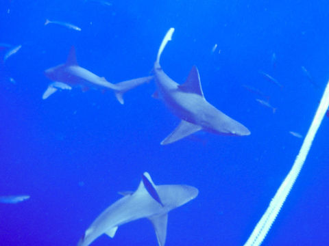 Image of Sandbar Shark