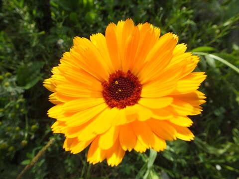 Image of pot marigold