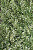 Image of Lesser calamint