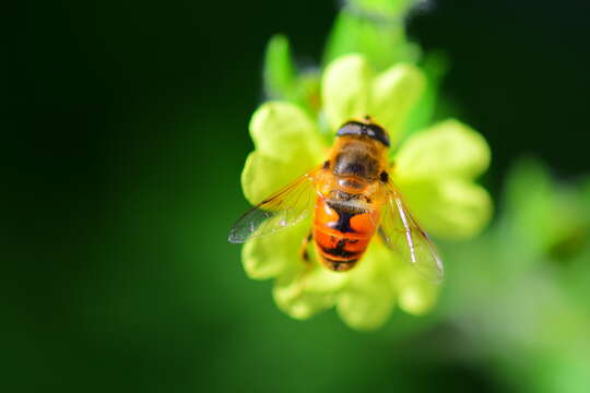 Plancia ëd Eristalis tenax (Linnaeus 1758)