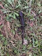 Image of Eastern Tiger Salamander