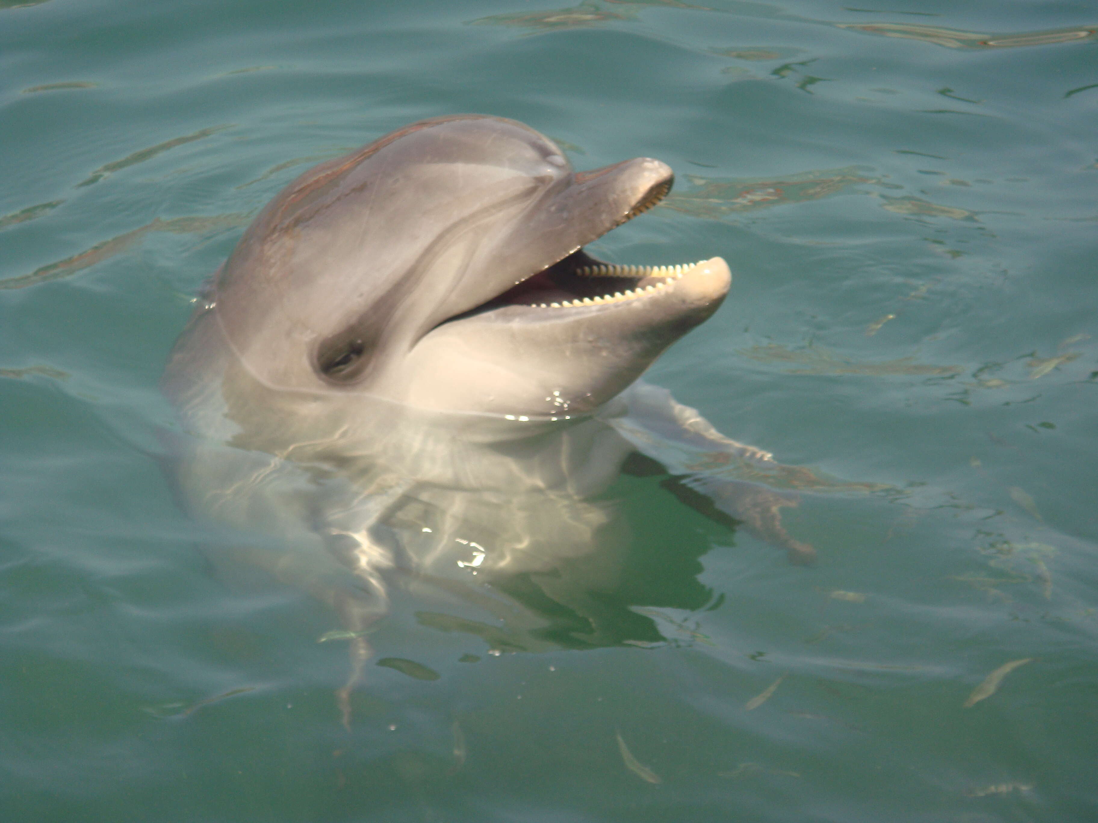 Image of Black Sea bottlenose dolphin