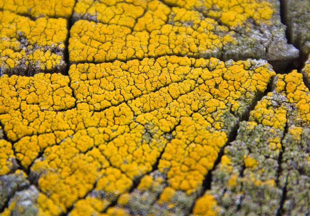 Image of eggyolk lichen