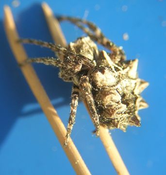 Image of Starbellied Orbweaver