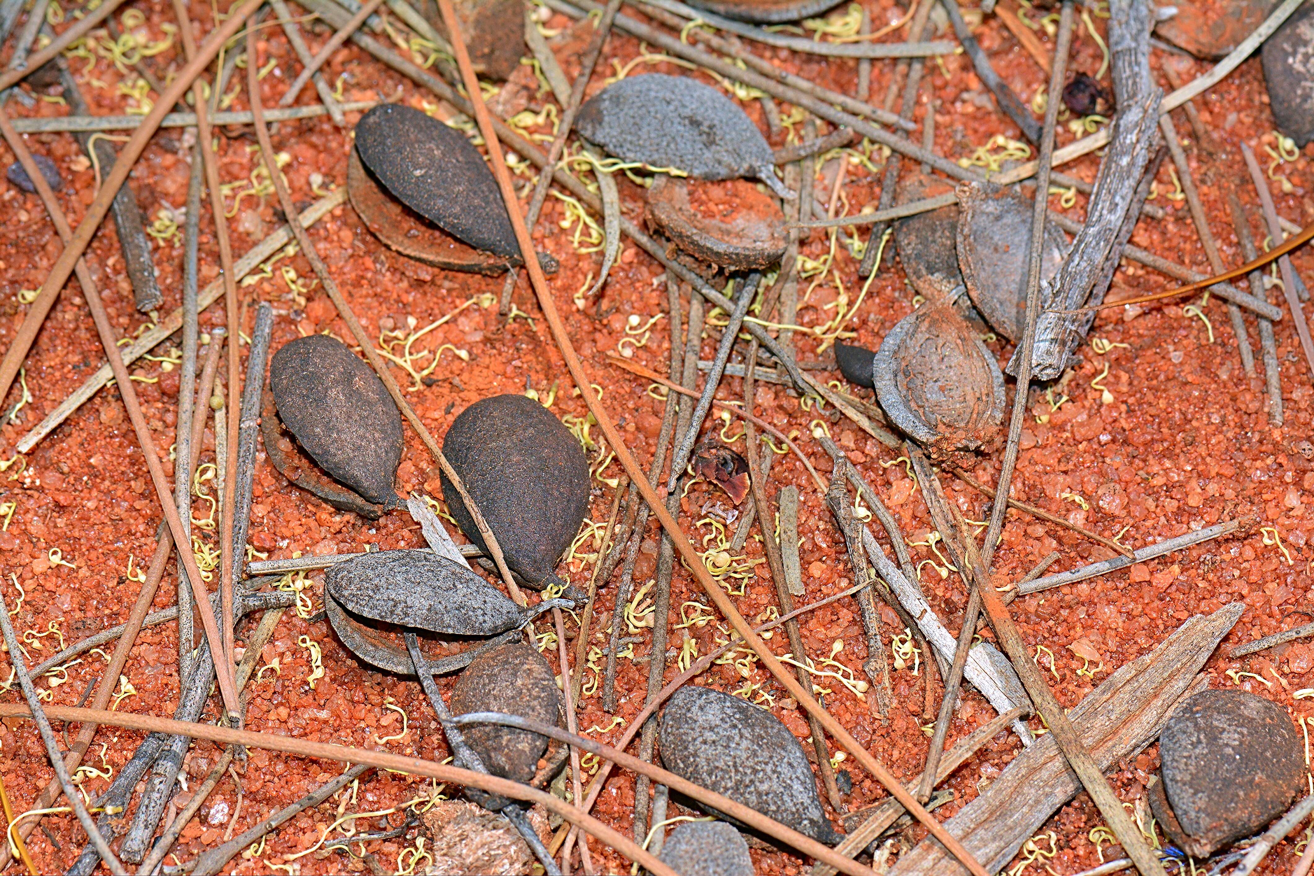 Image of Silky-oak