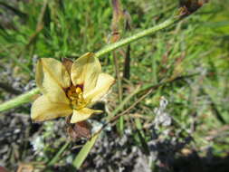 Image of Wachendorfia brachyandra W. F. Barker