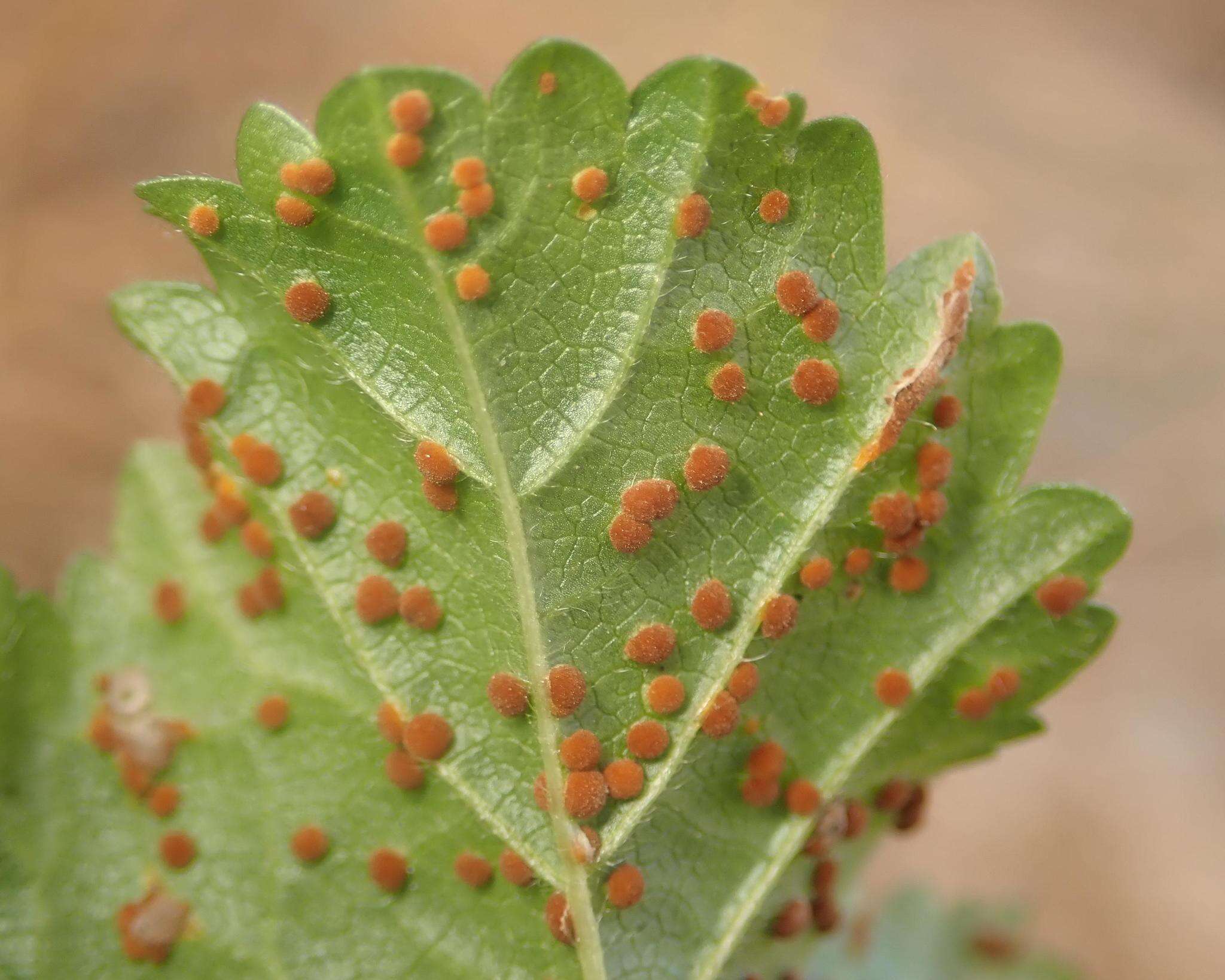 Imagem de Puccinia malvacearum Bertero ex Mont. 1852