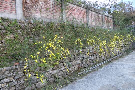 Image of Japanese jasmine