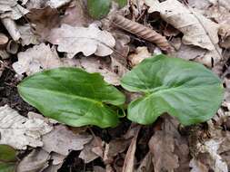 Imagem de Arum cylindraceum Gasp.