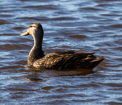 Image of Florida duck