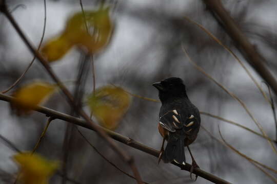 Image of Eastern Towhee