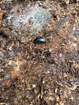 Image of Parallel-Sided Ground Beetle