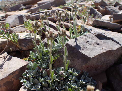 Imagem de Antennaria aromatica E. F. Evert