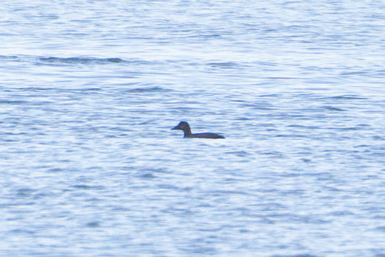 Image of King eider