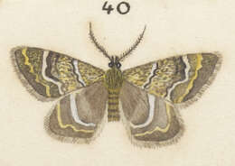 صورة Notoreas paradelpha Meyrick 1883