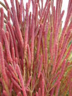 Image of red samphire