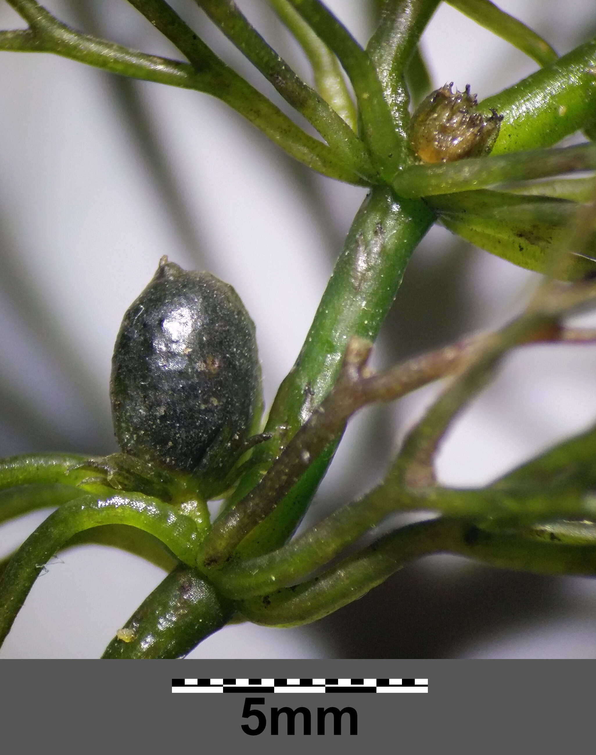 Image of Soft Hornwort