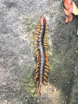 Image of Chinese red-headed centipede
