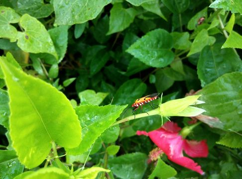 18.https www inaturalist org photos 2217905.580x360
