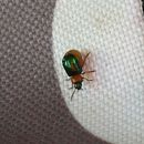 Image of Knotweed Leaf Beetle